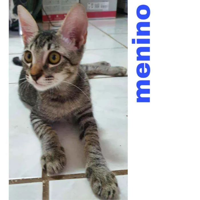 Gato ra a Gato de rua idade 2 a 6 meses nome Gatos Filhotes