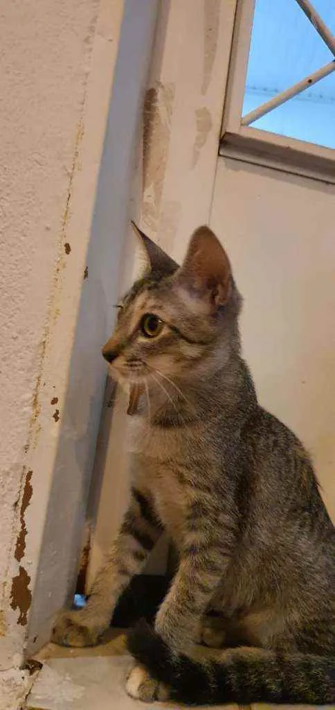 Gato ra a Gato de rua idade 2 a 6 meses nome Gatos Filhotes