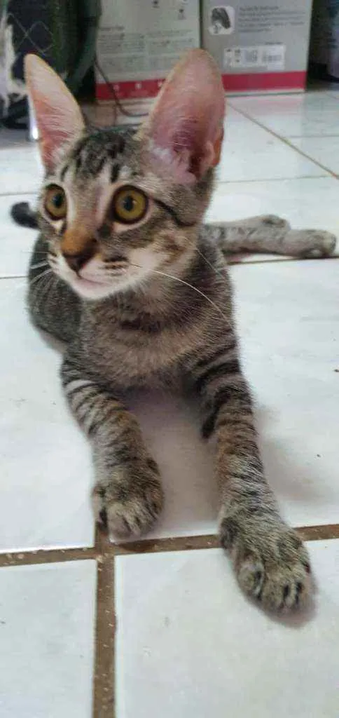 Gato ra a Gato de rua idade 2 a 6 meses nome Gatos Filhotes