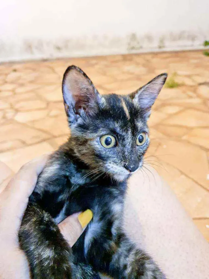 Gato ra a Gato de rua idade 2 a 6 meses nome Gatos Filhotes