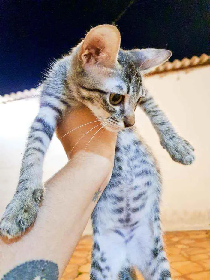 Gato ra a Gato de rua idade 2 a 6 meses nome Gatos Filhotes