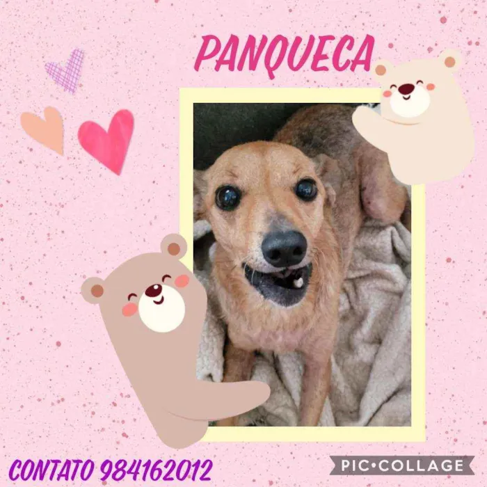 Cachorro ra a SRD  idade 2 anos nome Panqueca 