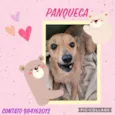Panqueca