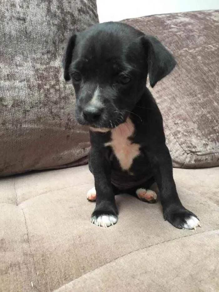 Cachorro ra a Mãe Pitbull - Pai SRD idade Abaixo de 2 meses nome Carminha