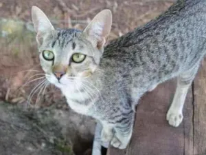 Gato raça Vira-lata idade 2 a 6 meses nome Pinga