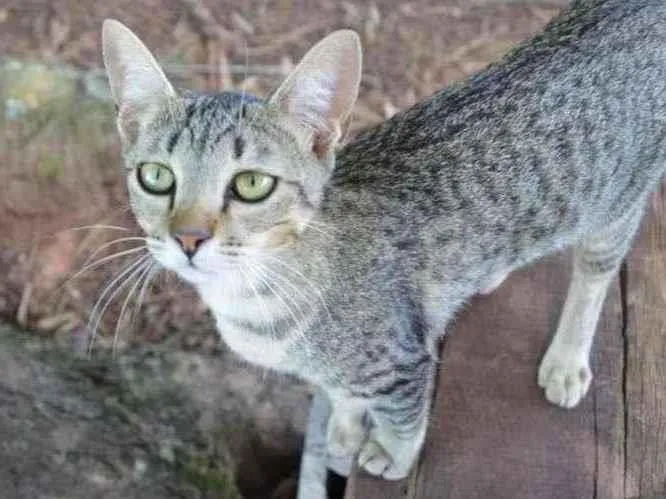 Gato ra a Vira-lata idade 2 a 6 meses nome Pinga