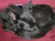 Kitara