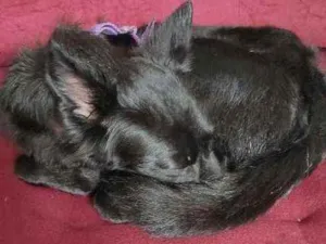 Cachorro raça Vira lata  idade 1 ano nome Kitara