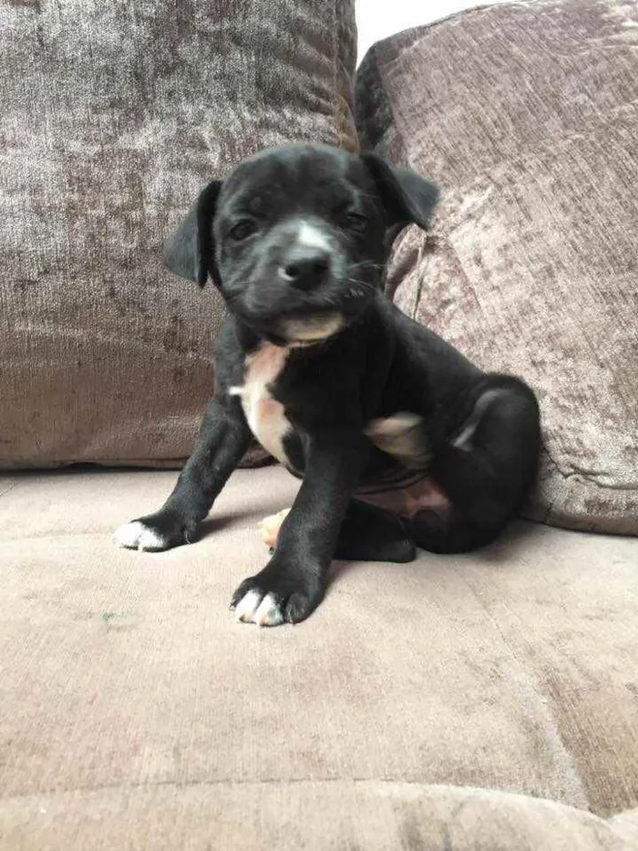 Cachorro ra a Mãe Pitbull - Pai SRD idade Abaixo de 2 meses nome Carminha