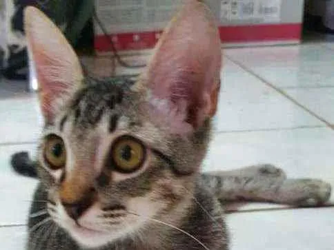 Gato ra a Gato de rua idade 2 a 6 meses nome Gatos Filhotes