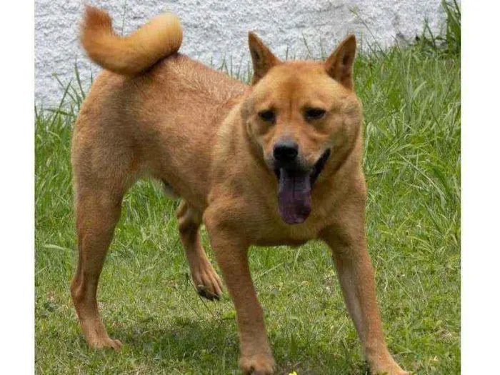 Cachorro ra a Mistura de Chow Chow  idade 3 anos nome Gabriel 