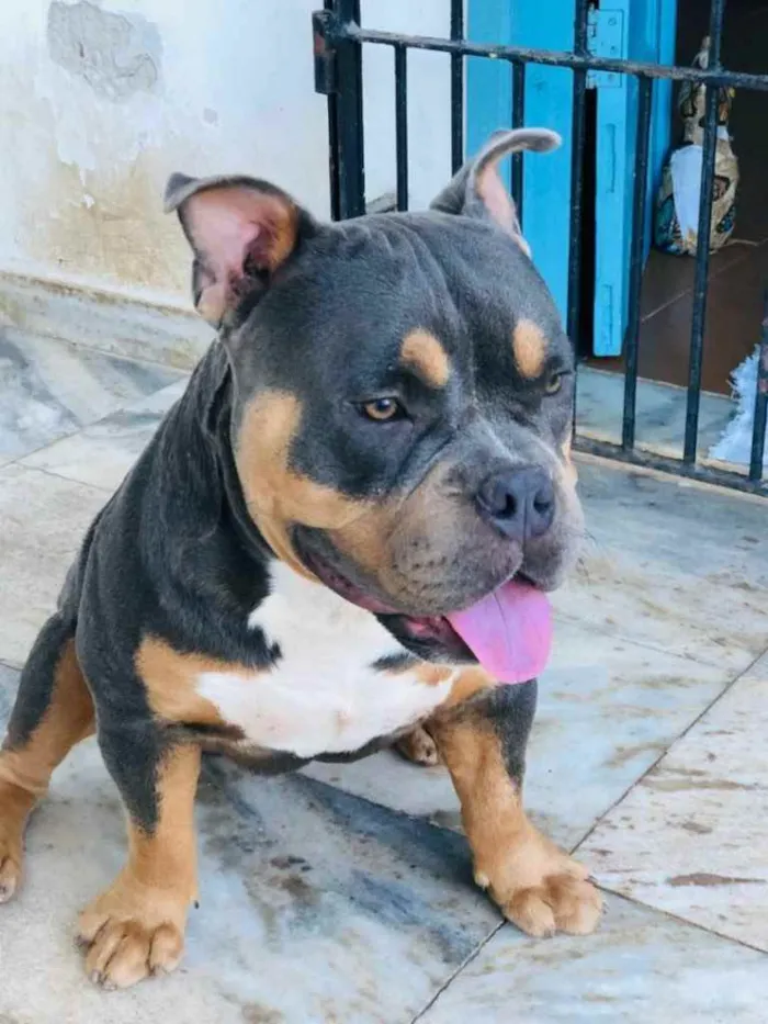 Cachorro raça American bully idade 2 anos nome Tourinho