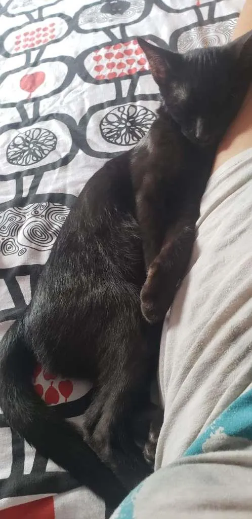 Gato ra a SRD-ViraLata idade 2 a 6 meses nome Piratinha