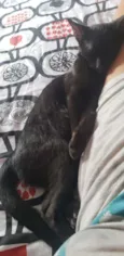 Piratinha