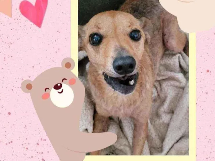 Cachorro ra a SRD  idade 2 anos nome Panqueca 