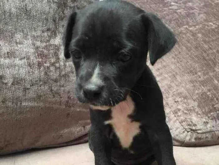 Cachorro ra a Mãe Pitbull - Pai SRD idade Abaixo de 2 meses nome Carminha