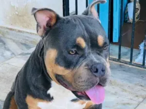 Cachorro raça American bully idade 2 anos nome Tourinho
