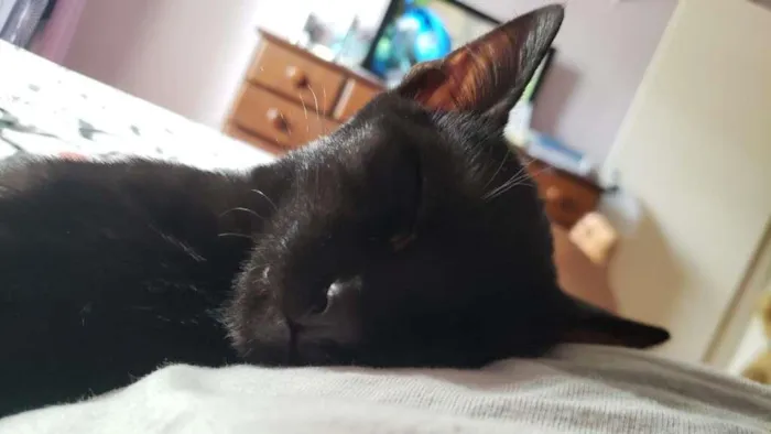 Gato ra a SRD-ViraLata idade 2 a 6 meses nome Piratinha