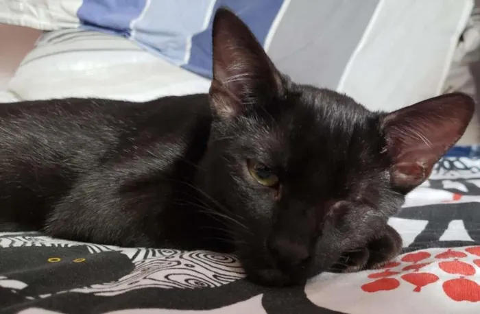 Gato ra a SRD-ViraLata idade 2 a 6 meses nome Piratinha