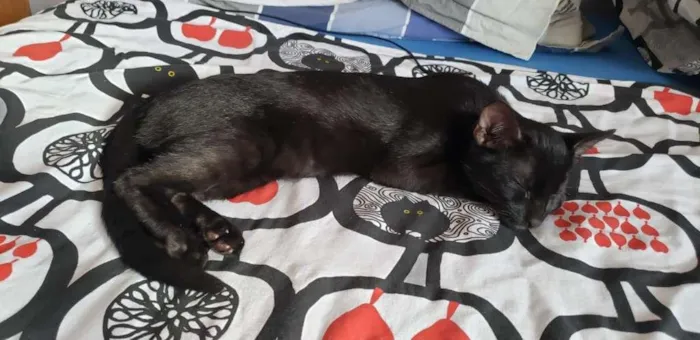 Gato ra a SRD-ViraLata idade 2 a 6 meses nome Piratinha