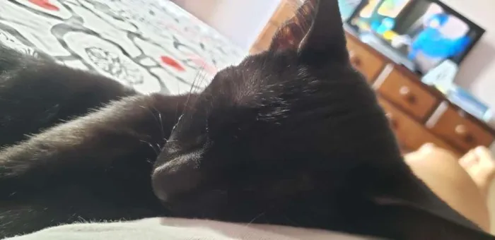 Gato ra a SRD-ViraLata idade 2 a 6 meses nome Piratinha