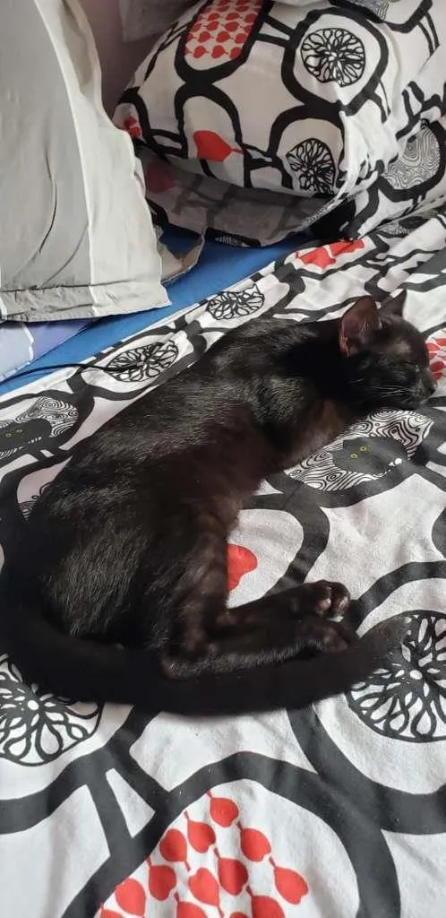Gato ra a SRD-ViraLata idade 2 a 6 meses nome Piratinha