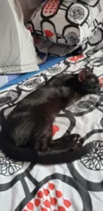 Piratinha