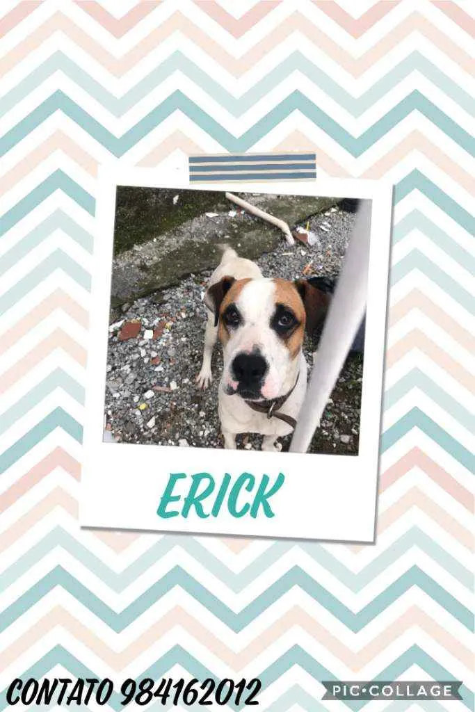 Cachorro ra a SRD  idade 1 ano nome Erick 