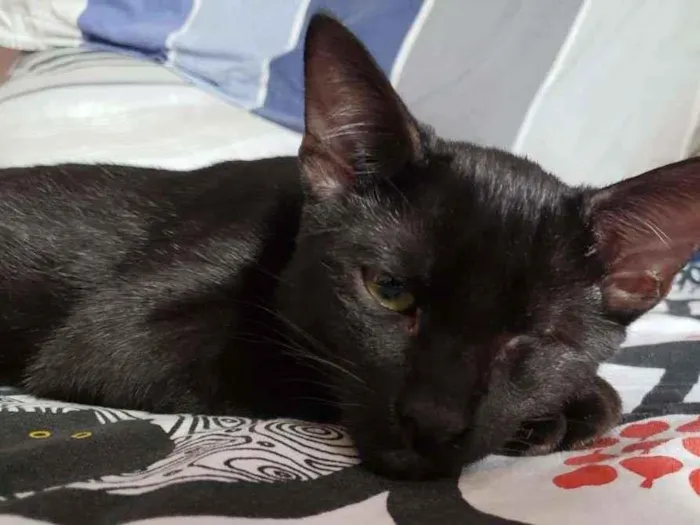 Gato ra a SRD-ViraLata idade 2 a 6 meses nome Piratinha