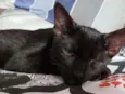 Piratinha