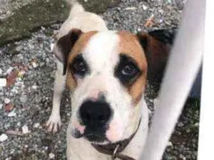 Cachorro raça SRD  idade 1 ano nome Erick 
