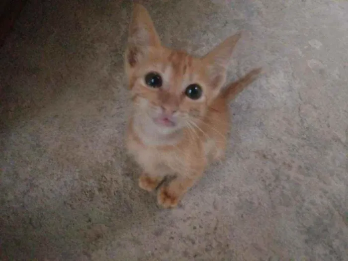 Gato raça Srd idade 2 a 6 meses nome Galega