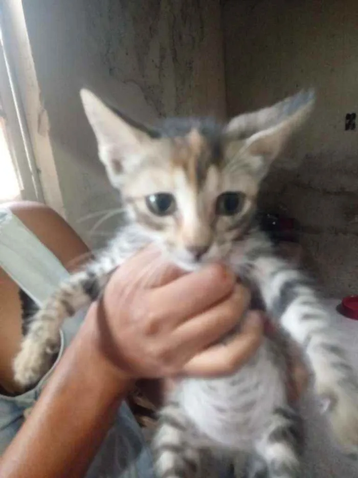 Gato raça Srd idade 2 a 6 meses nome Sem nome