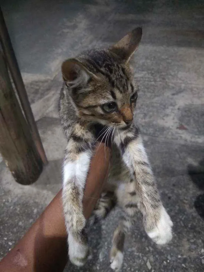 Gato raça Não definido idade 2 a 6 meses nome Não tem