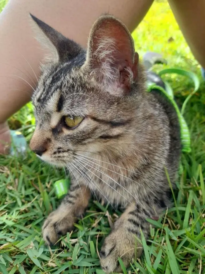 Gato raça SRD-ViraLata idade 1 ano nome Tiffany