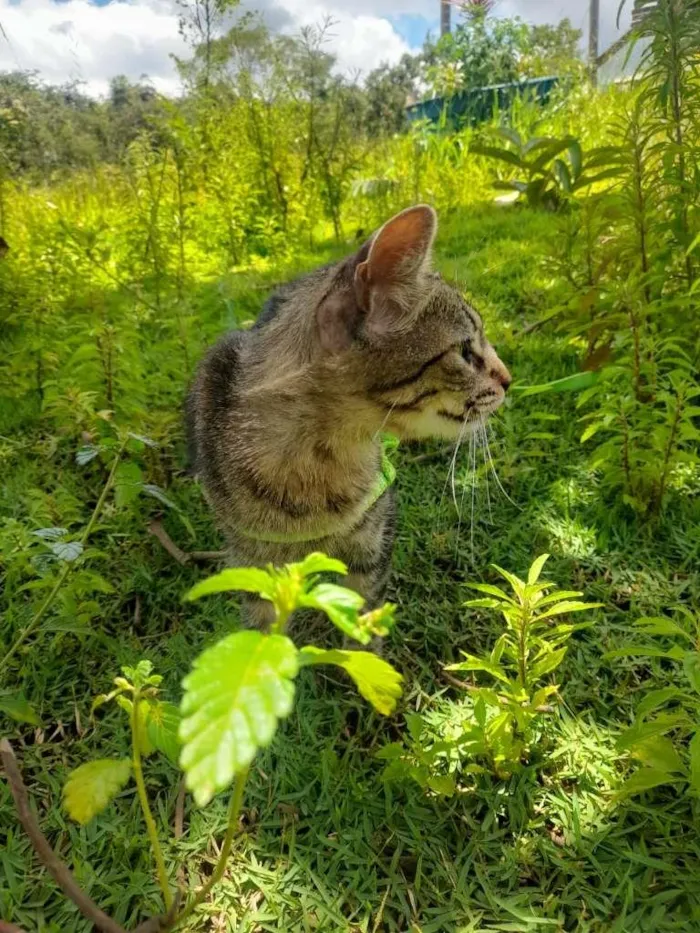 Gato raça SRD-ViraLata idade 1 ano nome Tiffany