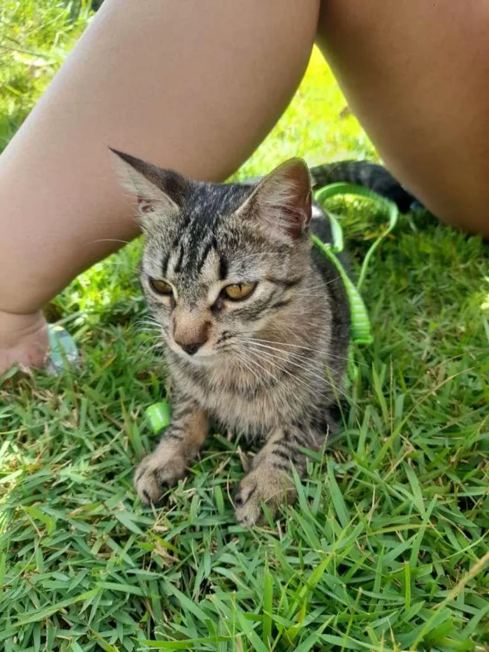 Gato raça SRD-ViraLata idade 1 ano nome Tiffany