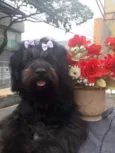 Cachorro raça Lhasa idade 7 a 11 meses nome Mel linda Lhasa 
