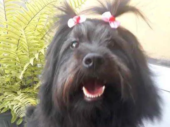 Cachorro raça Lhasa idade 7 a 11 meses nome Mel linda Lhasa 