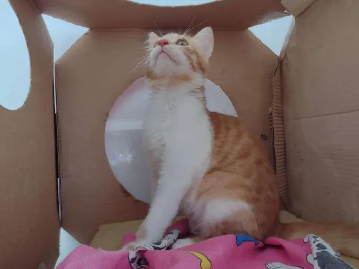 Gato ra a SRD-ViraLata idade 2 a 6 meses nome hERCULES