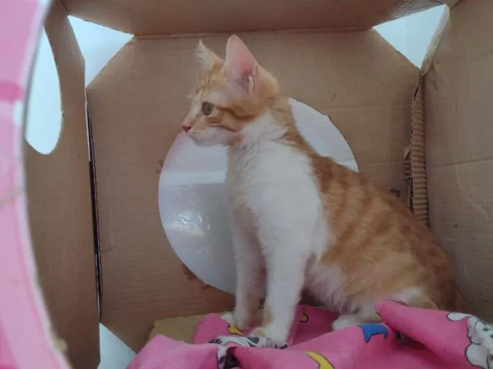 Gato ra a SRD-ViraLata idade 2 a 6 meses nome hERCULES