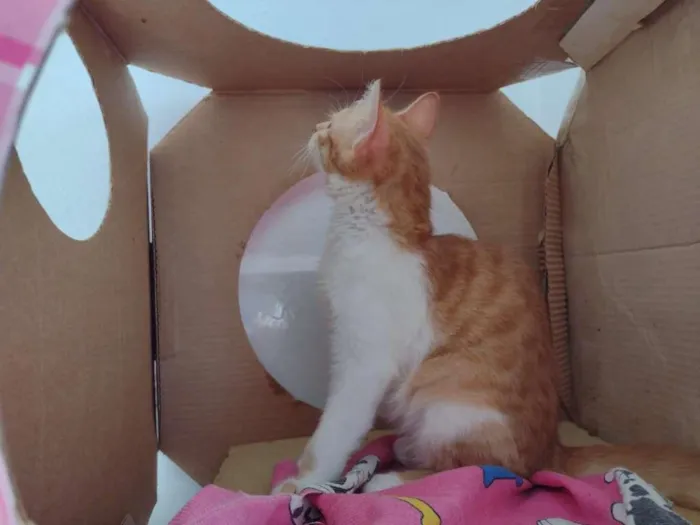 Gato ra a SRD-ViraLata idade 2 a 6 meses nome hERCULES