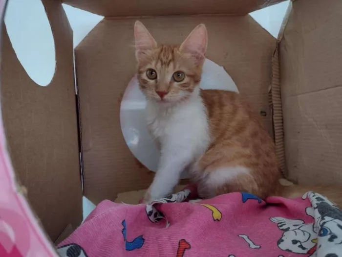 Gato ra a SRD-ViraLata idade 2 a 6 meses nome hERCULES