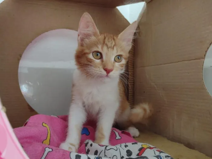Gato ra a SRD-ViraLata idade 2 a 6 meses nome hERCULES