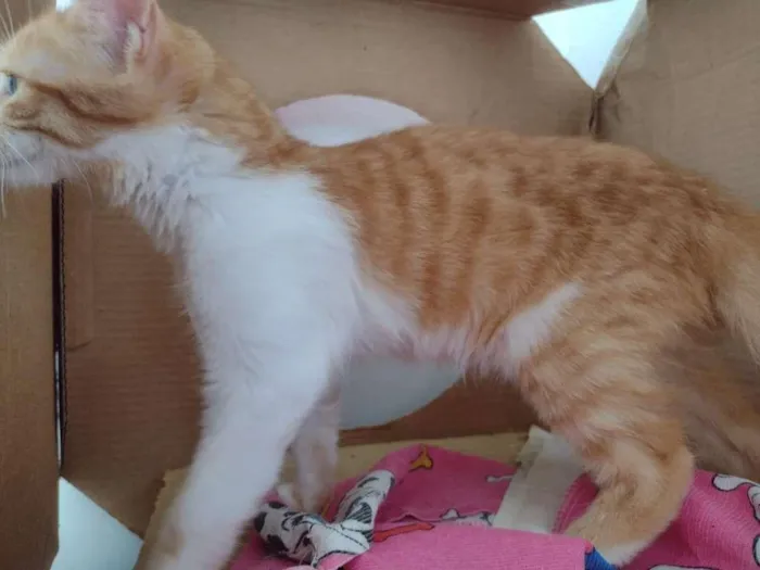Gato ra a SRD-ViraLata idade 2 a 6 meses nome hERCULES
