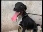 Cachorro raça SRD-ViraLata idade 2 a 6 meses nome Rouquinho