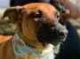 Cachorro raça SRD-ViraLata idade 2 a 6 meses nome Scooby