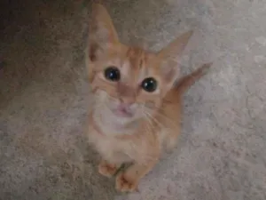 Gato raça Srd idade 2 a 6 meses nome Galega