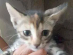 Gato raça Srd idade 2 a 6 meses nome Sem nome