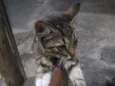 Não tem
